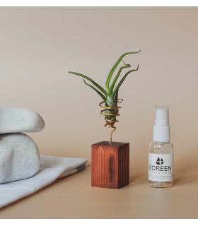 Comprar Planta de aire tillandsia con soporte Planta de aire BLUB