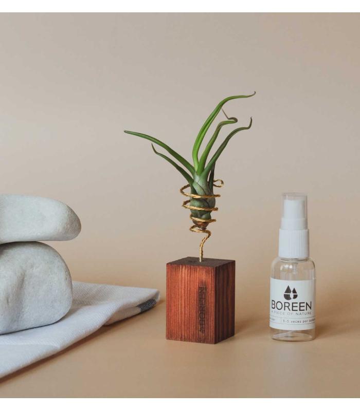 Comprar Planta de aire tillandsia con soporte air plant BLUB