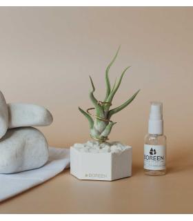 Comprar Planta de aire tillandsia con soporte CAM dell'impianto aereo