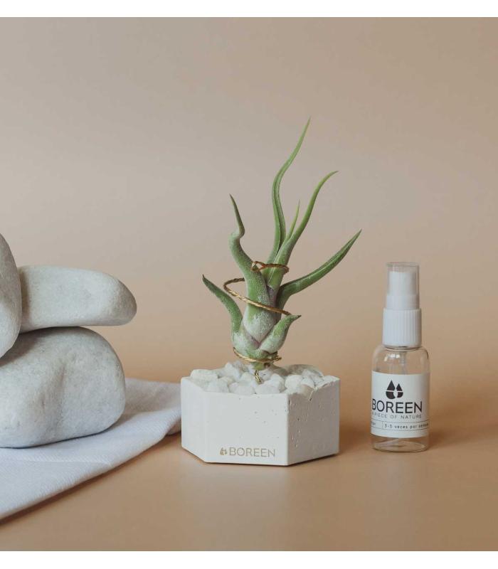 Comprar Planta de aire tillandsia con soporte air plant CAM