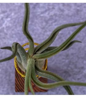 Comprar Planta de aire tillandsia con soporte CAM der Luftanlage