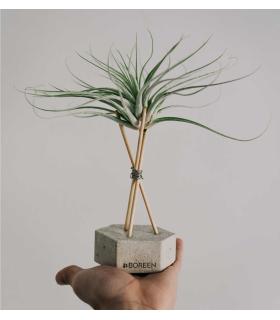Comprar Planta de aire tillandsia con soporte ELI der Luftanlage
