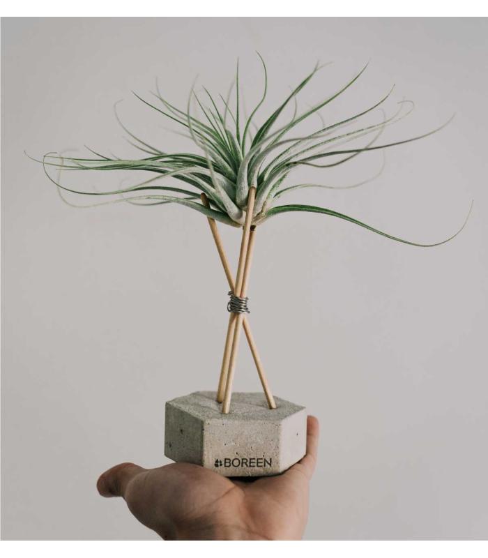 Comprar Planta de aire tillandsia con soporte ELI der Luftanlage
