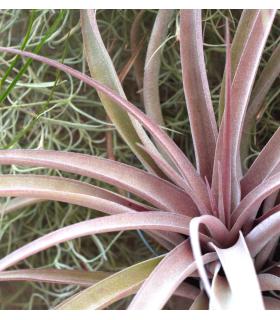 Comprar Planta de aire tillandsia con soporte PIX dell'impianto aereo