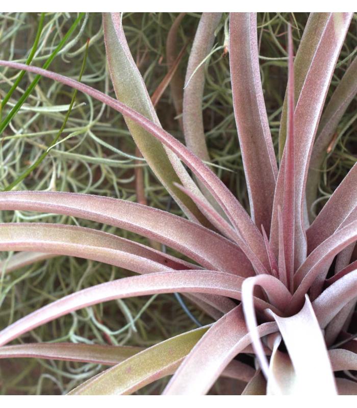 Comprar Planta de aire tillandsia con soporte PIX dell'impianto aereo