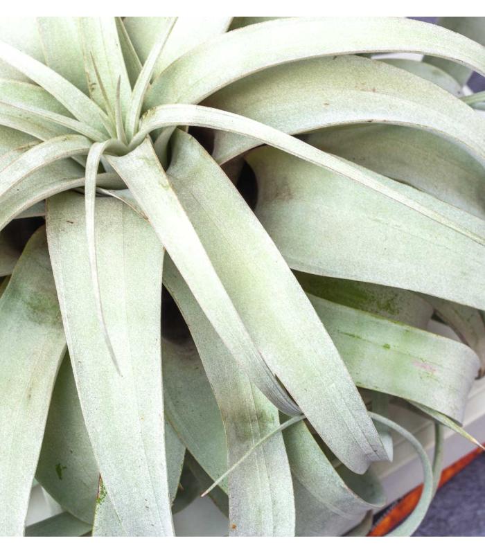 Comprar Planta de aire tillandsia con soporte XER dell'impianto aereo