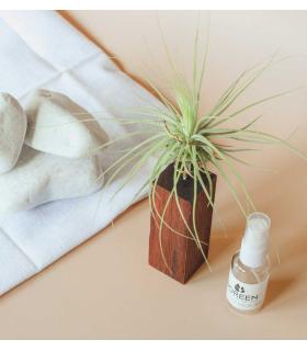 Comprar Planta de aire tillandsia con soporte MAG d’usine d’air