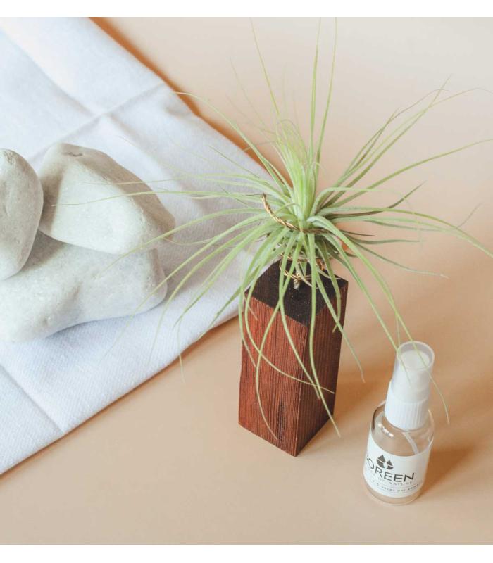 Comprar Planta de aire tillandsia con soporte MAG da usina aérea