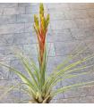 Comprar Planta de aire tillandsia con soporte copy of 