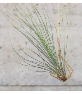 Comprar Planta de aire tillandsia con soporte air plant JUN