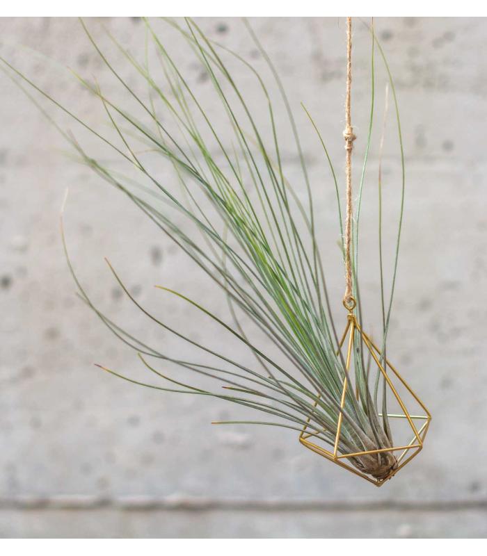 Comprar Planta de aire tillandsia con soporte JUN der Luftanlage