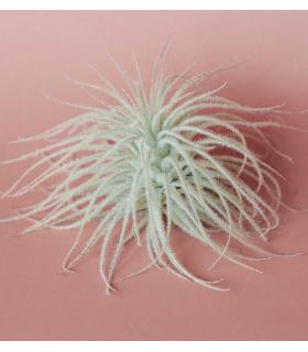 Comprar Planta de aire tillandsia con soporte Planta de aire YUKI