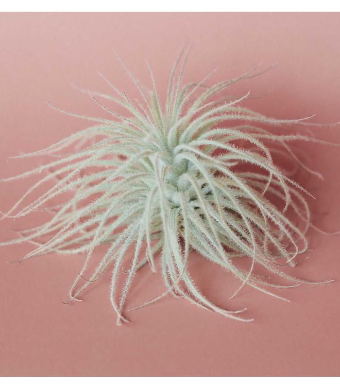 Comprar Planta de aire tillandsia con soporte YUKI dell'impianto aereo