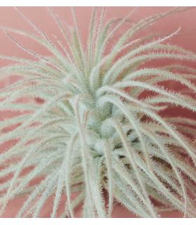 Comprar Planta de aire tillandsia con soporte YUKI dell'impianto aereo