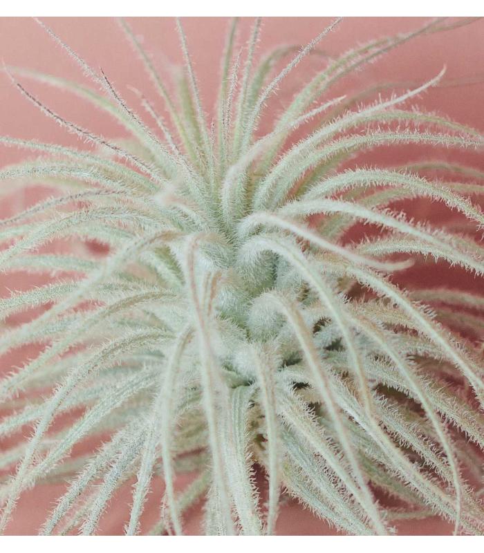 Comprar Planta de aire tillandsia con soporte YUKI d’usine d’air