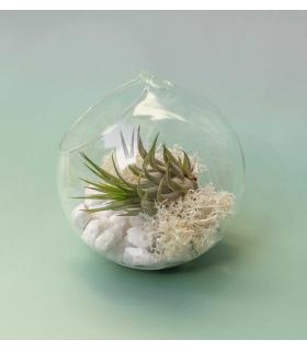 Comprar Planta de aire tillandsia con soporte RUB da usina aérea