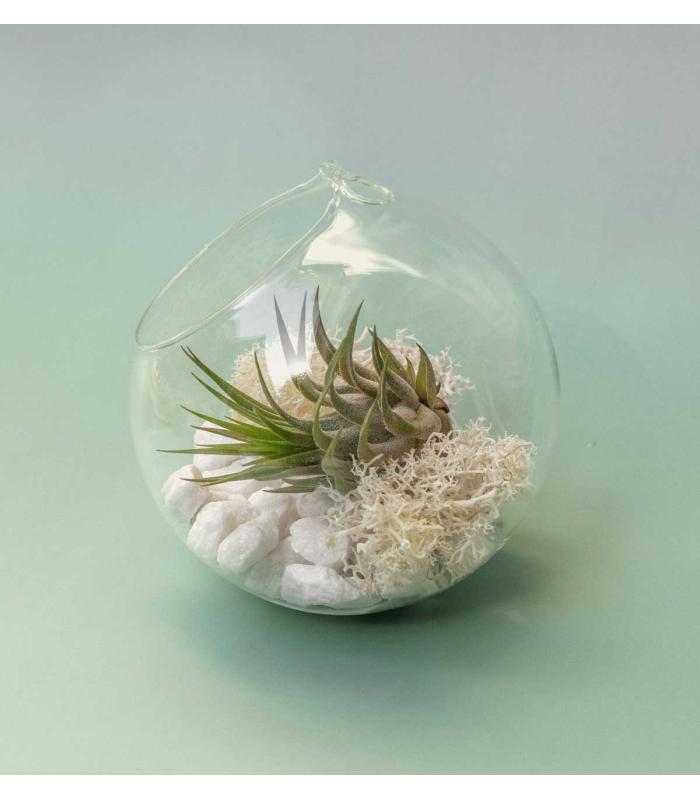 Comprar Planta de aire tillandsia con soporte RUB da usina aérea