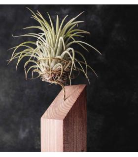 Comprar Planta de aire tillandsia con soporte RUB da usina aérea