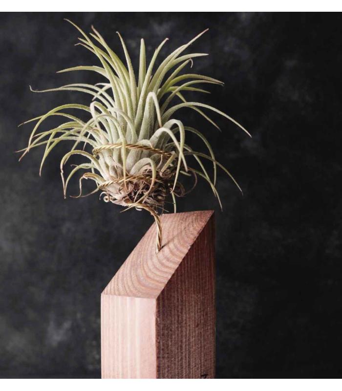 Comprar Planta de aire tillandsia con soporte RUB da usina aérea