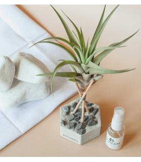 Comprar Planta de aire tillandsia con soporte VEL der Luftanlage