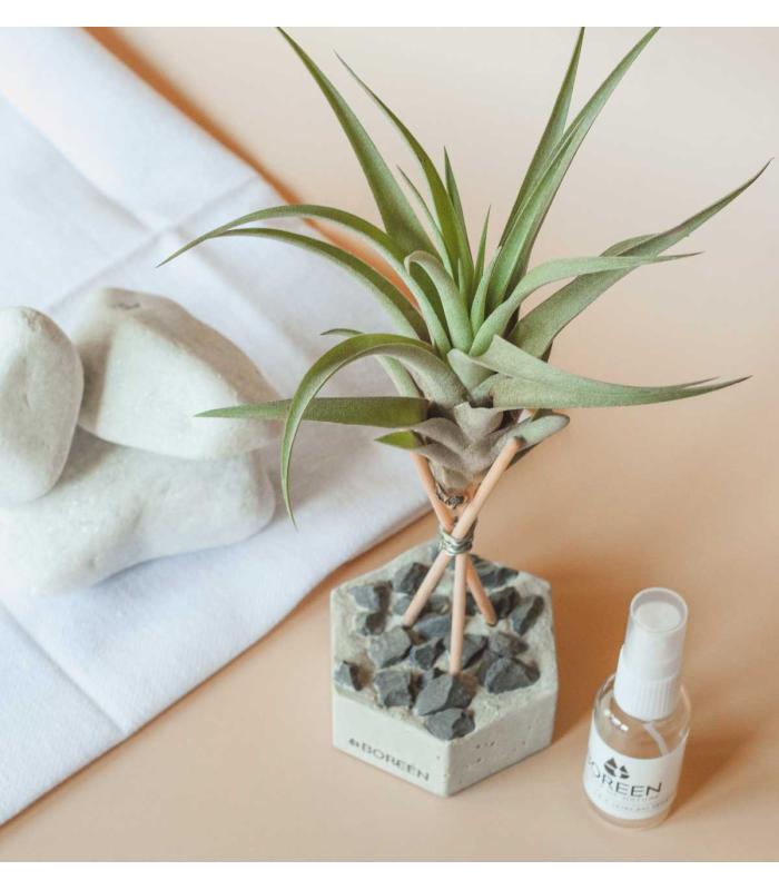 Comprar Planta de aire tillandsia con soporte VEL da usina aérea