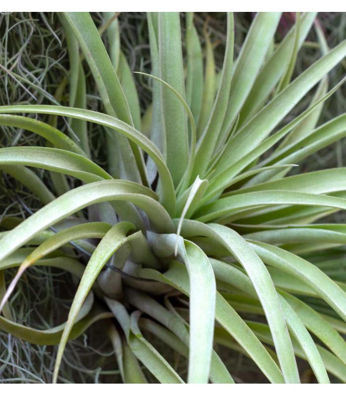 Comprar Planta de aire tillandsia con soporte VEL da usina aérea