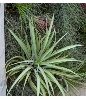 Comprar Planta de aire tillandsia con soporte VEL der Luftanlage
