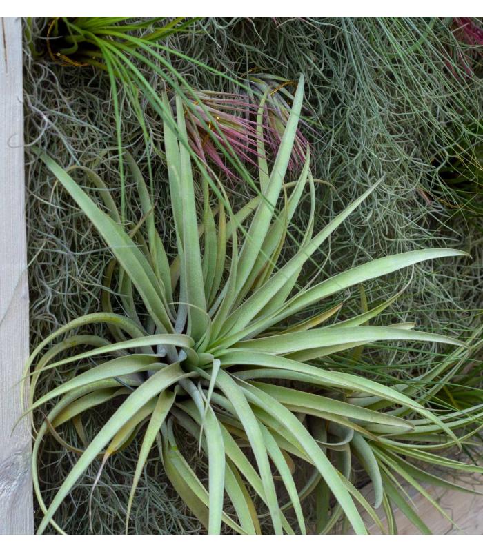 Comprar Planta de aire tillandsia con soporte VEL da usina aérea
