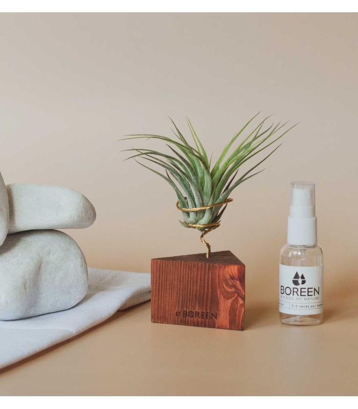 Comprar Planta de aire tillandsia con soporte SCAP da usina aérea