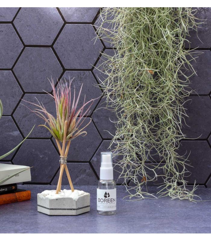 Comprar Planta de aire tillandsia con soporte Planta de aire SPA