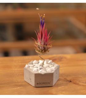 Comprar Planta de aire tillandsia con soporte air plant VAR