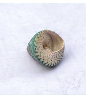 Comprar Planta de aire tillandsia con soporte Caracola de mar Alba