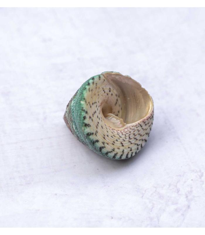 Comprar Planta de aire tillandsia con soporte Alba sea shell