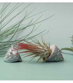 Comprar Planta de aire tillandsia con soporte Caracola de mar Alba
