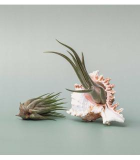 Comprar Planta de aire tillandsia con soporte Concha do mar de Mure