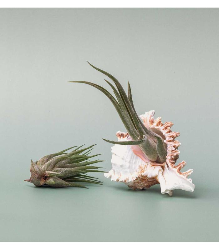Comprar Planta de aire tillandsia con soporte Mure sea shell