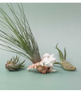 Comprar Planta de aire tillandsia con soporte Mure Muschel