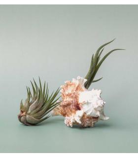 Comprar Planta de aire tillandsia con soporte Caracola de mar Mure