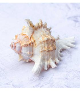 Comprar Planta de aire tillandsia con soporte Mure sea shell