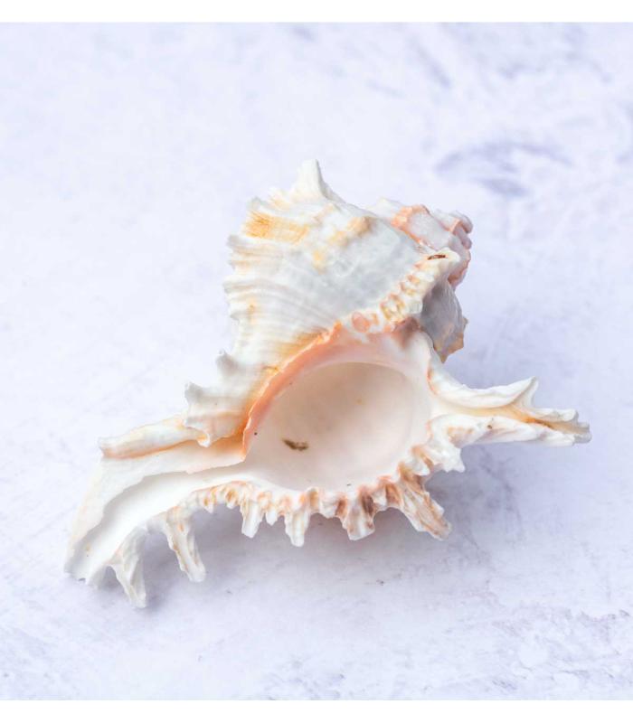 Comprar Planta de aire tillandsia con soporte Mure sea shell