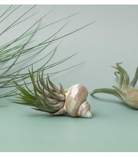 Comprar Planta de aire tillandsia con soporte Sea shell Nacar
