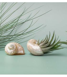 Comprar Planta de aire tillandsia con soporte Coquillage Nacar