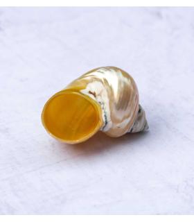 Comprar Planta de aire tillandsia con soporte Caracola de mar Nacar