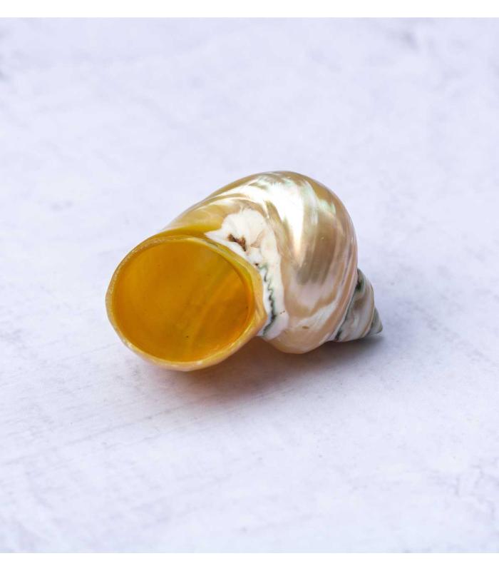 Comprar Planta de aire tillandsia con soporte Conchiglia Nacar