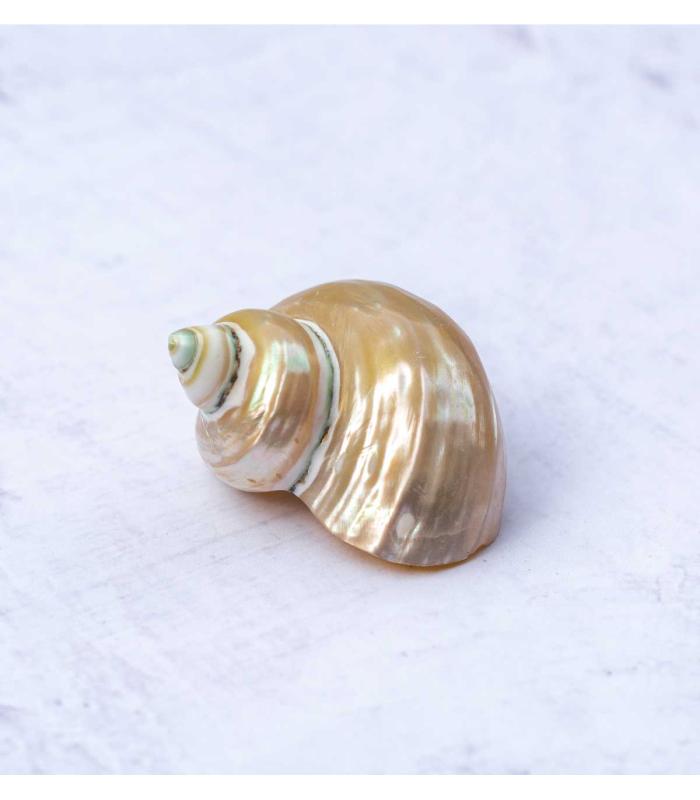 Comprar Planta de aire tillandsia con soporte Sea shell Nacar