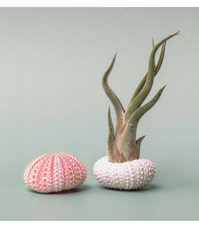 Comprar Planta de aire tillandsia con soporte Erizo de mar Echin