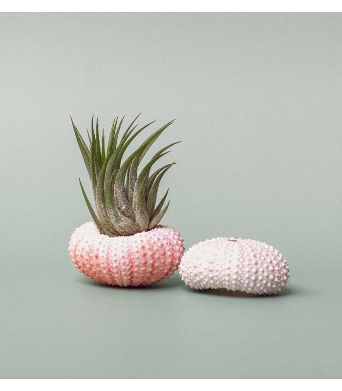 Comprar Planta de aire tillandsia con soporte Oursin Echin