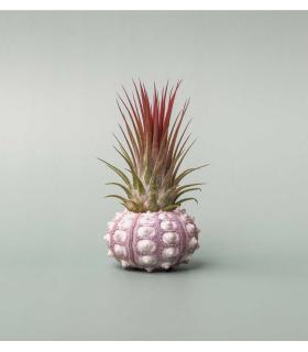 Comprar Planta de aire tillandsia con soporte Riccio di mare Inoi