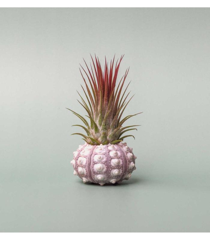 Comprar Planta de aire tillandsia con soporte Ouri do mar Inoi