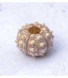 Comprar Planta de aire tillandsia con soporte Sea urchin Inoi